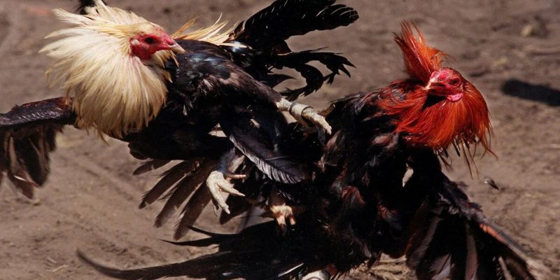 Đá gà cựa dao UU88 có nhiều cách chơi cực kỳ uy tín