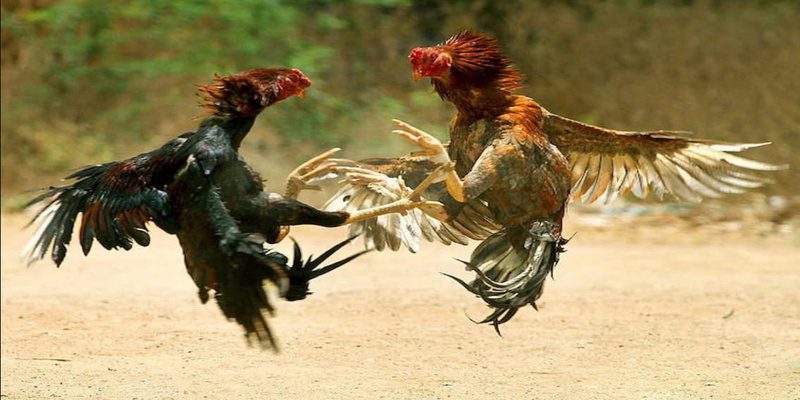 Đem đến nhiều bất ngờ