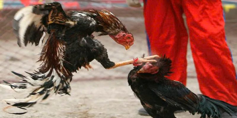 Chi tiết bộ môn đá gà 789win dành cho bạn
