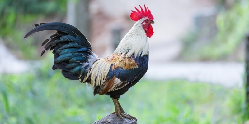 Chính sách cần an toàn