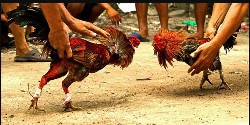 Nhà cái 789win hàng đầu dành cho bạn