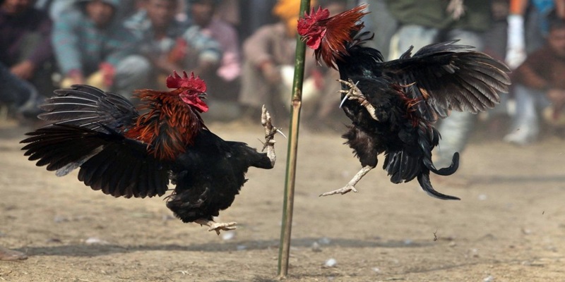 Nhận biết cách di chuyển