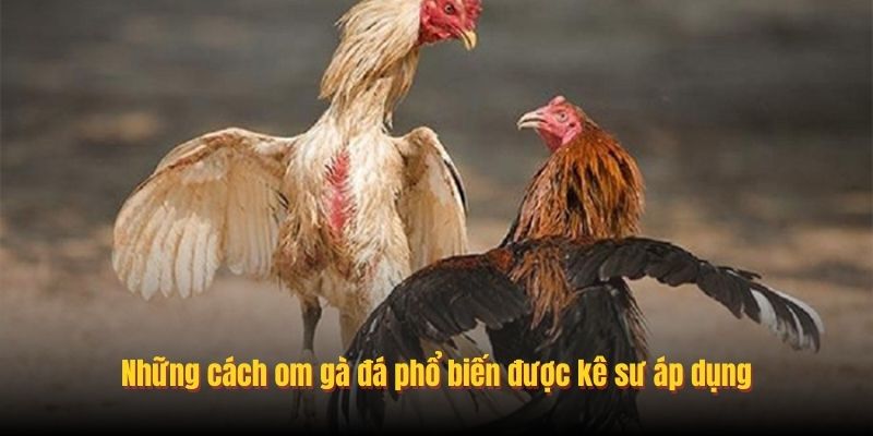 Những cách om gà đá phổ biến được kê sư áp dụng