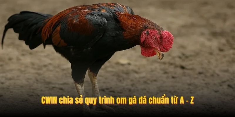CWIN chia sẻ quy trình om gà đá chuẩn từ A - Z